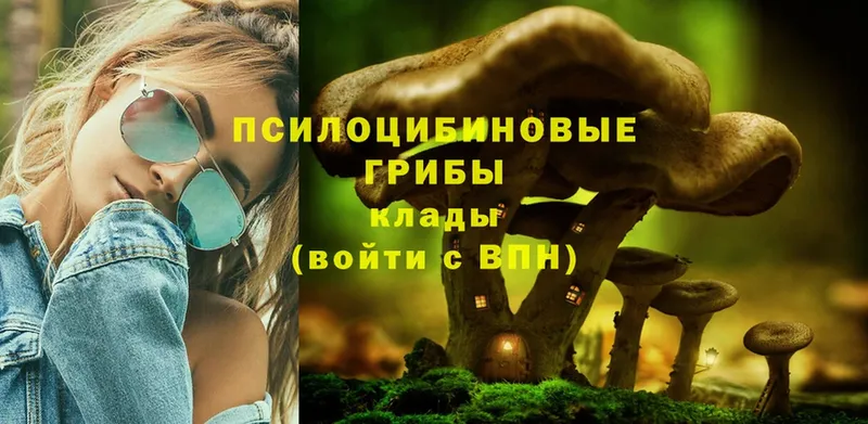 Галлюциногенные грибы Psilocybe  Кинель 